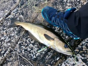 Catching 5 KG Shad (Tailor)(Elf)(Blue fish), KZN Fishing Expedition